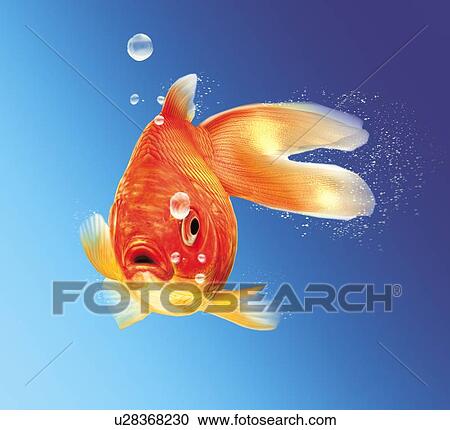 Goldfish, artwork View Large Illustration Clipart - Goldfish, artwork. Fotosearch