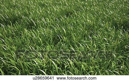Clip Art - Grass meadow, artwork. Fotosearch