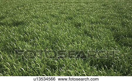 Grass meadow, artwork View Large Illustration Stock Illustration - Grass meadow, artwork. Fotosearch