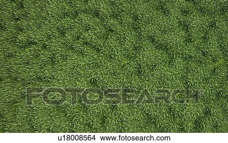 Stock Illustration - Grass meadow, artwork. Fotosearch