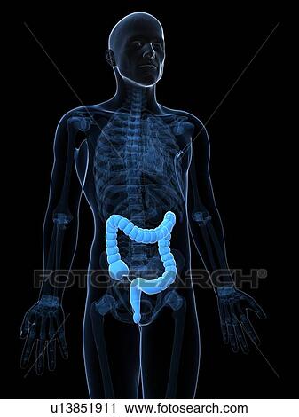 Healthy large intestine, artwork View Large Illustration Clip Art - Healthy large intestine, artwork. Fotosearch