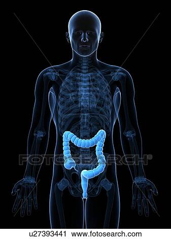 Healthy large intestine, artwork View Large Illustration Clip Art - Healthy large intestine, artwork. Fotosearch