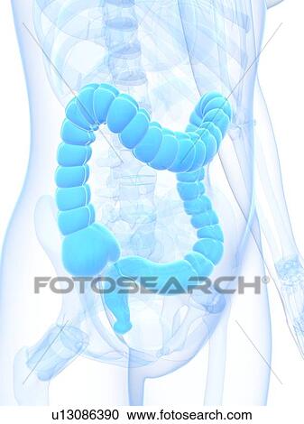 Healthy large intestine, artwork View Large Illustration Clipart - Healthy large intestine, artwork. Fotosearch