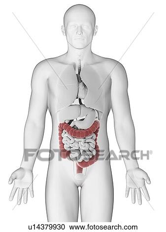 Healthy large intestine, artwork View Large Illustration Clipart - Healthy large intestine, artwork. Fotosearch