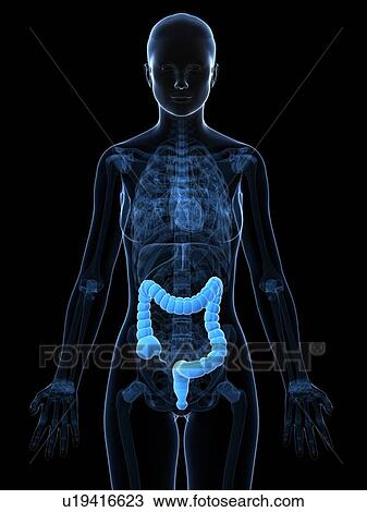 Drawing - Healthy large intestine, artwork. Fotosearch