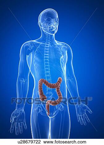 Drawing - Healthy large intestine, artwork. Fotosearch