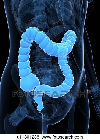 Stock Illustration - Healthy large intestine, artwork. Fotosearch