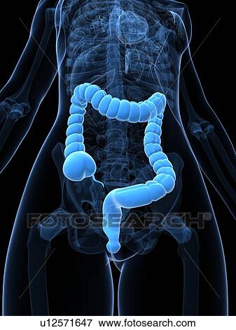 Healthy large intestine, artwork View Large Illustration Stock Illustration - Healthy large intestine, artwork. Fotosearch
