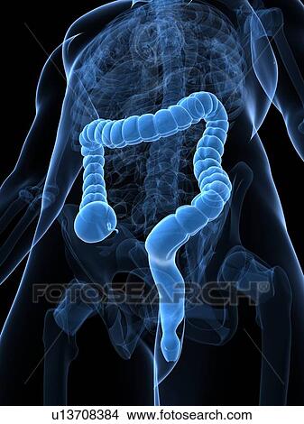 Healthy large intestine, artwork View Large Illustration Stock Illustration - Healthy large intestine, artwork. Fotosearch