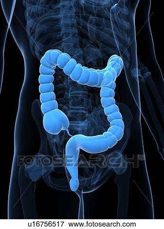 Healthy large intestine, artwork View Large Illustration Stock Illustration - Healthy large intestine, artwork. Fotosearch