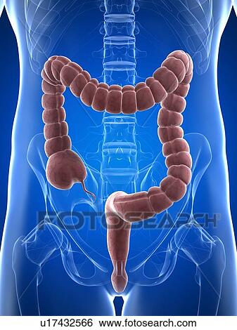 Healthy large intestine, artwork View Large Illustration Stock Illustration - Healthy large intestine, artwork. Fotosearch