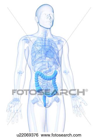 Healthy large intestine, artwork View Large Illustration Stock Illustration - Healthy large intestine, artwork. Fotosearch