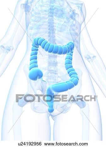Healthy large intestine, artwork View Large Illustration Stock Illustration - Healthy large intestine, artwork. Fotosearch