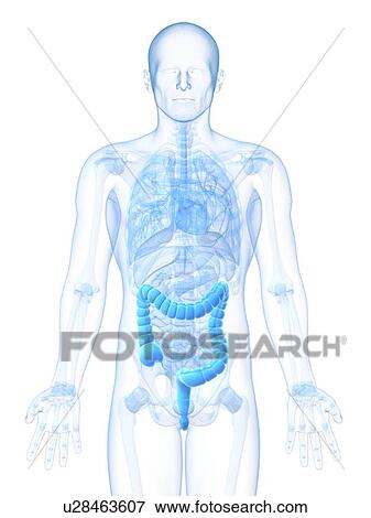Healthy large intestine, artwork View Large Illustration Stock Illustration - Healthy large intestine, artwork. Fotosearch