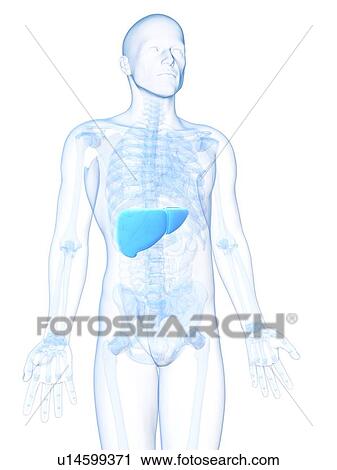 Clip Art - Healthy liver, artwork. Fotosearch