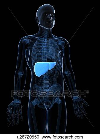Clipart - Healthy liver, artwork. Fotosearch