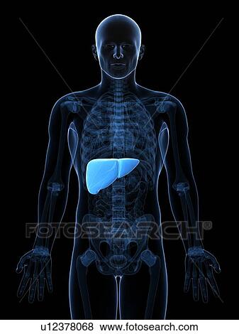 Stock Illustration - Healthy liver, artwork. Fotosearch