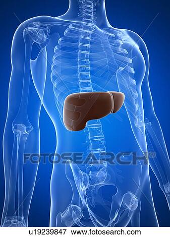 Stock Illustration - Healthy liver, artwork. Fotosearch
