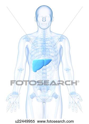 Healthy liver, artwork View Large Illustration Stock Illustration - Healthy liver, artwork. Fotosearch