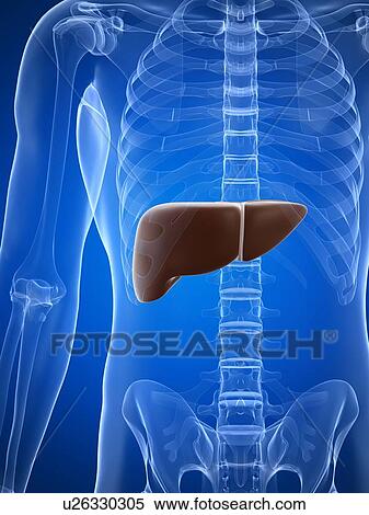 Healthy liver, artwork View Large Illustration Stock Illustration - Healthy liver, artwork. Fotosearch