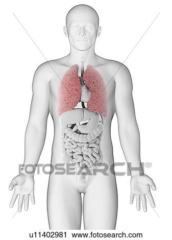 Clip Art - Healthy lungs, artwork. Fotosearch