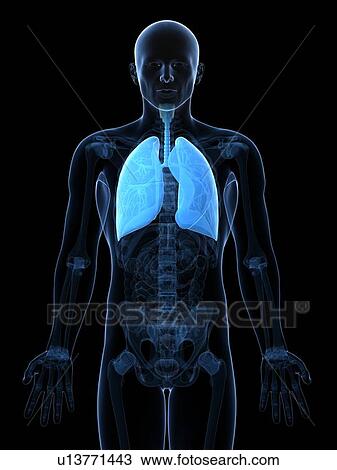 Drawing - Healthy lungs, artwork. Fotosearch