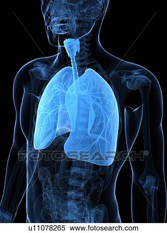 Healthy lungs, artwork View Large Illustration Stock Illustration - Healthy lungs, artwork. Fotosearch