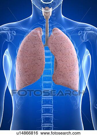 Healthy lungs, artwork View Large Illustration Stock Illustration - Healthy lungs, artwork. Fotosearch