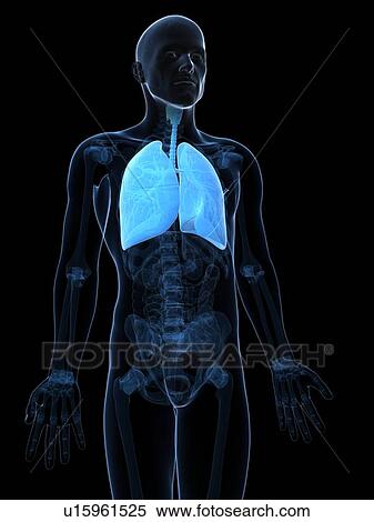 Healthy lungs, artwork View Large Illustration Stock Illustration - Healthy lungs, artwork. Fotosearch