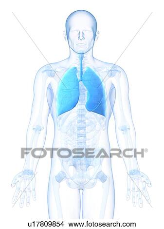 Stock Illustration - Healthy lungs, artwork. Fotosearch