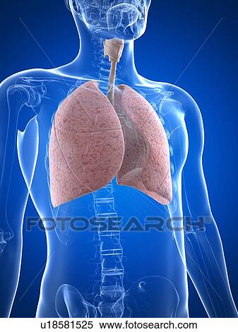 Healthy lungs, artwork View Large Illustration Stock Illustration - Healthy lungs, artwork. Fotosearch