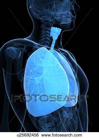Stock Illustration - Healthy lungs, artwork. Fotosearch