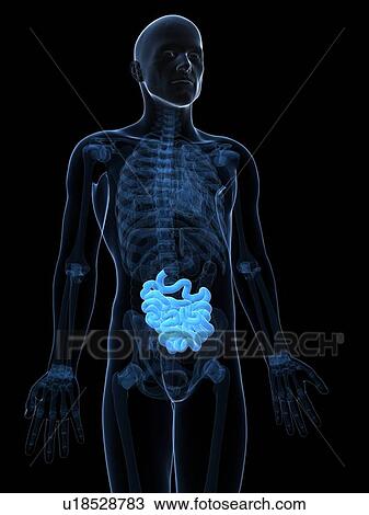 Healthy small intestine, artwork View Large Illustration Drawing - Healthy small intestine, artwork. Fotosearch