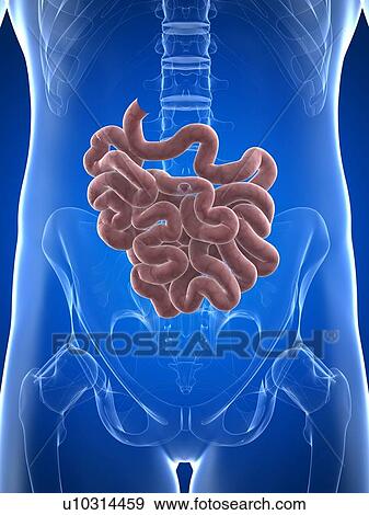 Stock Illustration - Healthy small intestine, artwork. Fotosearch
