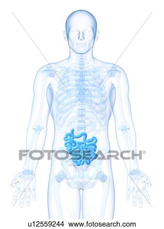 Healthy small intestine, artwork View Large Illustration Stock Illustration - Healthy small intestine, artwork. Fotosearch