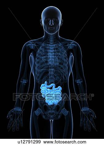 Stock Illustration - Healthy small intestine, artwork. Fotosearch