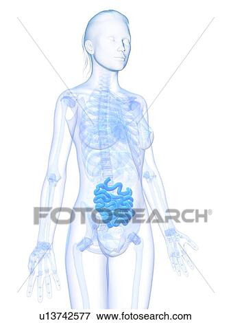 Stock Illustration - Healthy small intestine, artwork. Fotosearch