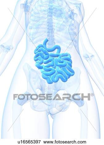 Stock Illustration - Healthy small intestine, artwork. Fotosearch