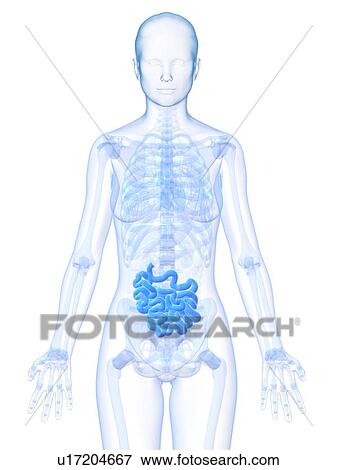 Stock Illustration - Healthy small intestine, artwork. Fotosearch