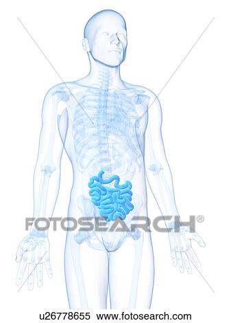 Stock Illustration - Healthy small intestine, artwork. Fotosearch