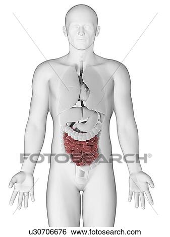 Healthy small intestine, artwork View Large Illustration Stock Illustration - Healthy small intestine, artwork. Fotosearch