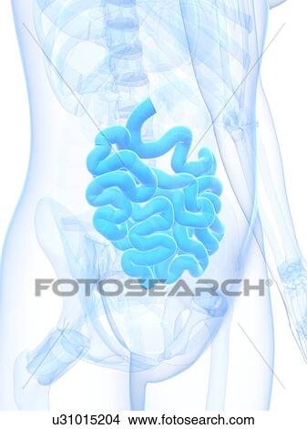 Stock Illustration - Healthy small intestine, artwork. Fotosearch