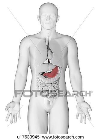 Stock Illustration - Healthy stomach, artwork. Fotosearch