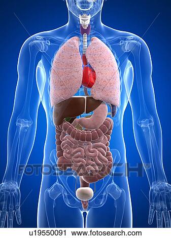 Clip Art - Human anatomy, artwork. Fotosearch
