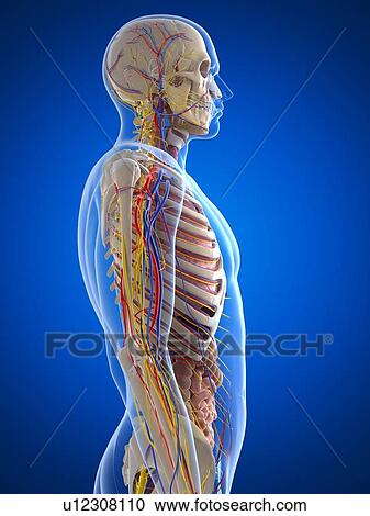 Clipart - Human anatomy, artwork. Fotosearch