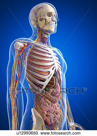 Human anatomy, artwork View Large Illustration Clipart - Human anatomy, artwork. Fotosearch