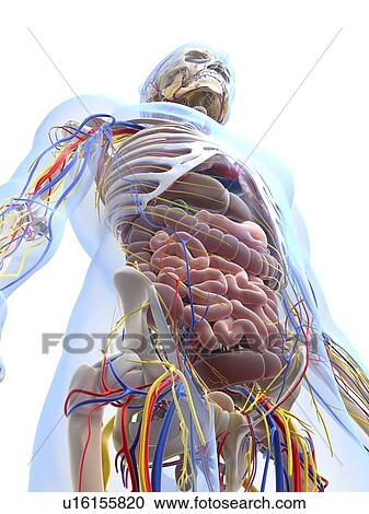 Clipart - Human anatomy, artwork. Fotosearch