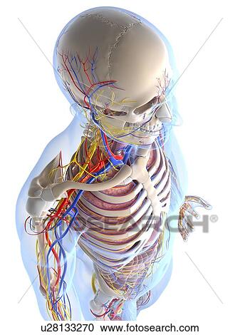Clipart - Human anatomy, artwork. Fotosearch