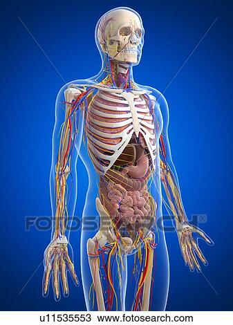 Drawing - Human anatomy, artwork. Fotosearch