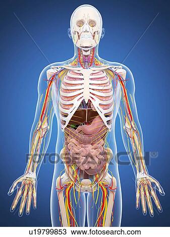 Human anatomy, artwork View Large Illustration Drawing - Human anatomy, artwork. Fotosearch